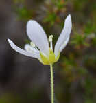 Pine barren stitchwort